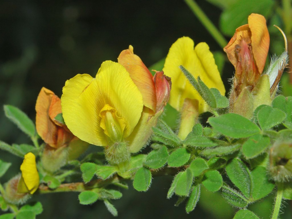 Cytisus hirsutus / Citiso peloso